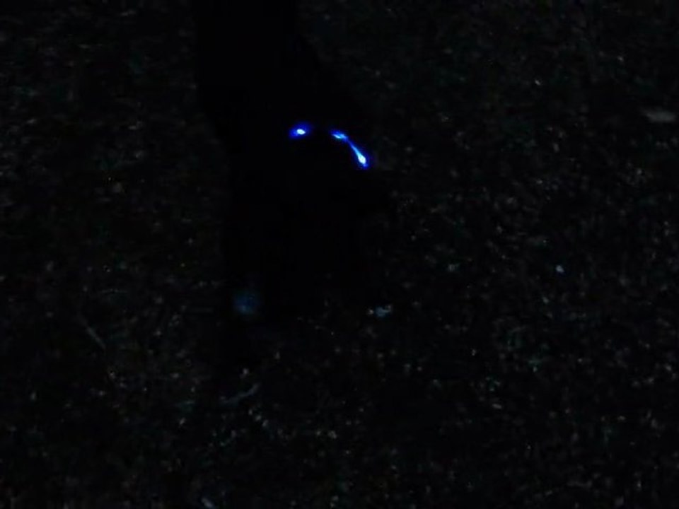 led pose