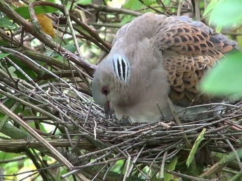 La tourterelle des bois
