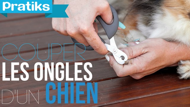 Conseils véto - Comment couper les ongles de son chien ?