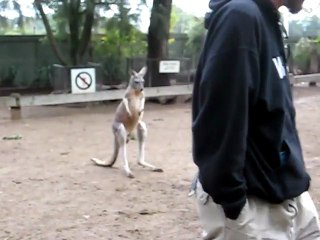 Kangourou Vs. Emeu d'Australie