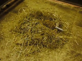 V-Power vs. Horse Power