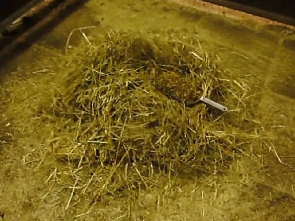 V-Power vs. Horse Power