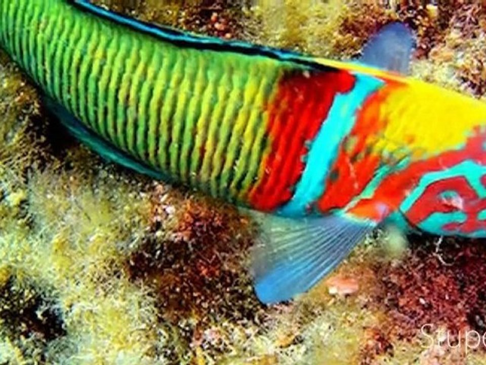 Images de Port-Cros et Porquerolles