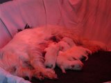 Naissance de 6 chiots WESTIE  LOF . 21-10-2011. Elevage familial