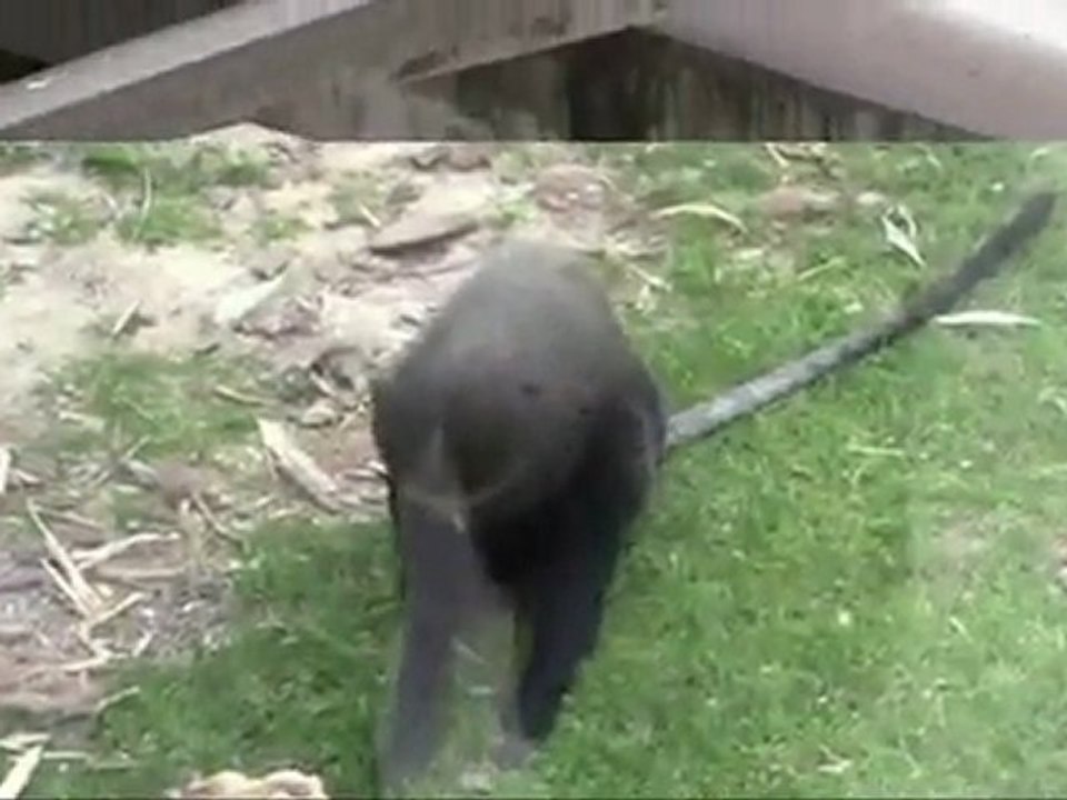 Zoo de Mulhouse I
