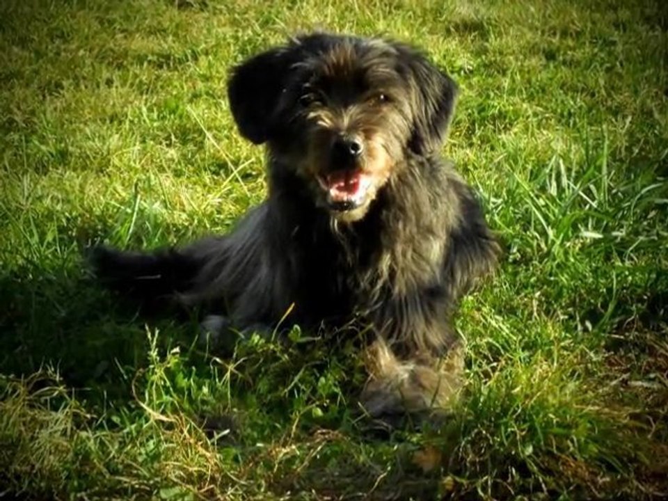 Carla & City Entraînement Agility à Cognac le 26 Octobre 211