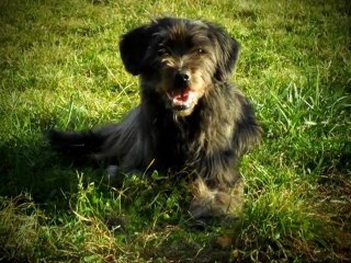 Carla & City Entraînement Agility à Cognac le 26 Octobre 211