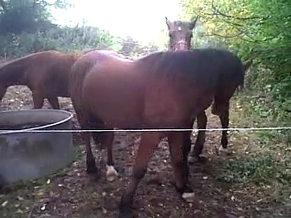 billy&blondin