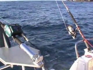 Pêche de la SERIOLE en Traine Lente au Calamar