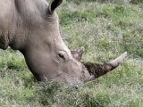 Kenya - Septembre 2011 - Eléphants/Rhinocéros blanc