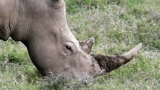 Kenya - Septembre 2011 - Eléphants/Rhinocéros blanc