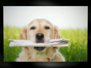 Basic Dog Body Language Training