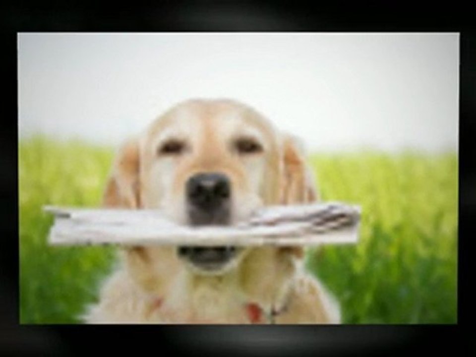 Basic Dog Body Language Training