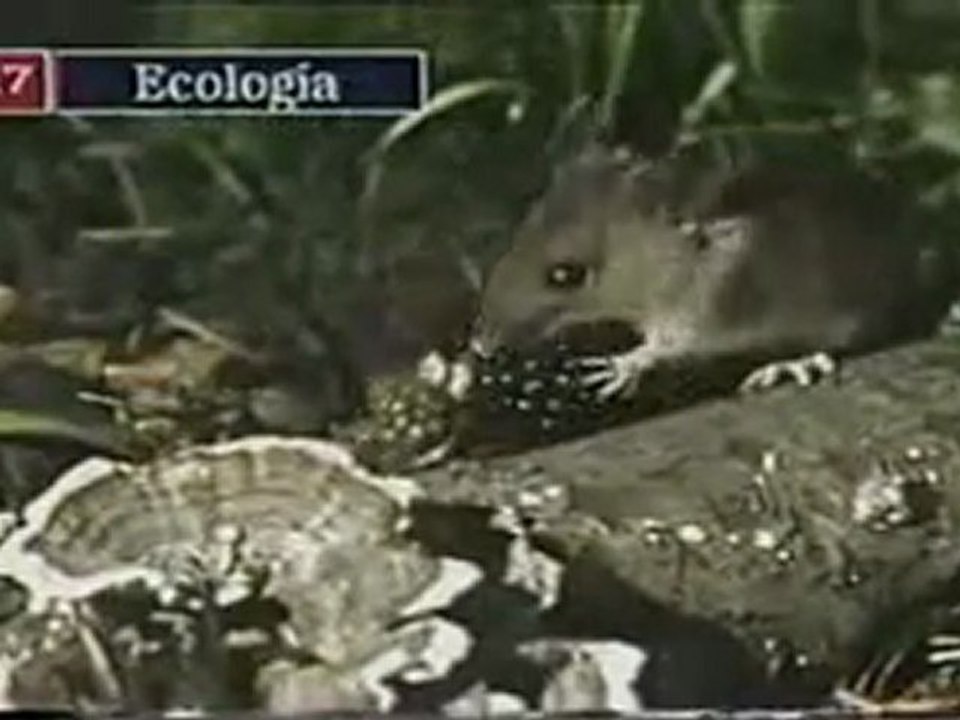 (DVD04) (06) ECOLOGIA