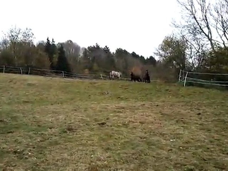 chevaux grand pré