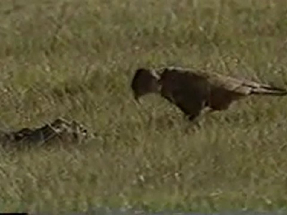 (DVD04) (35) EL SECRETO DE LAS AGUAS 1