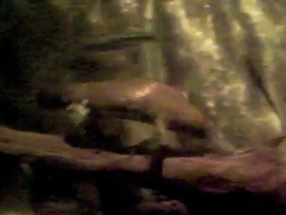 Platypus 2