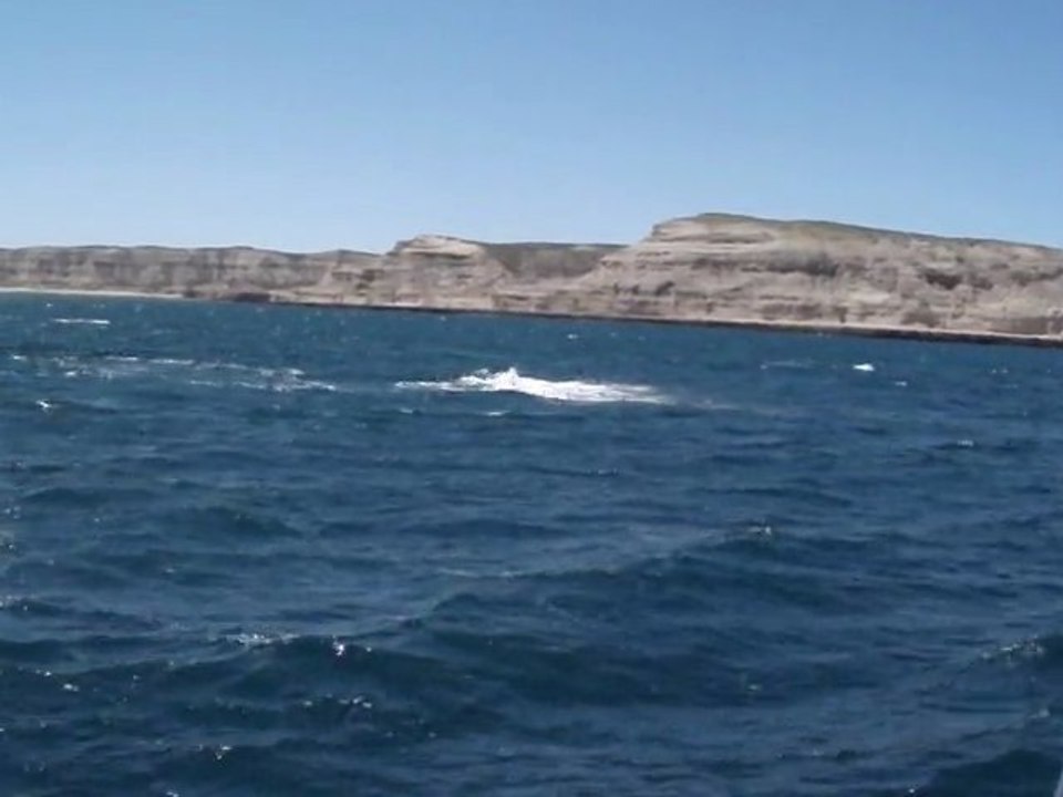 Saut baleine franche à Valdes