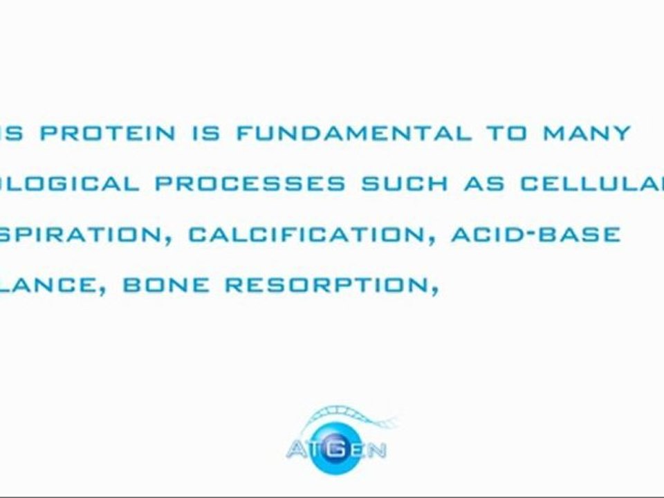 What is Carbonic Anhydrase 1