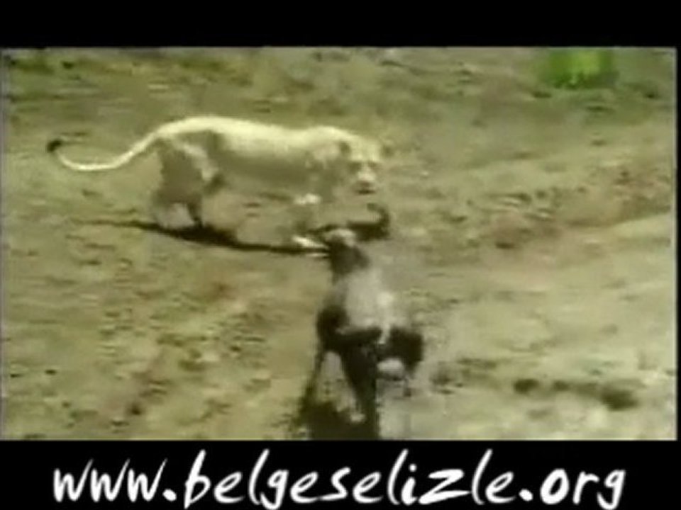Aslan'ın Antilop Avı www.belgeselizle.org