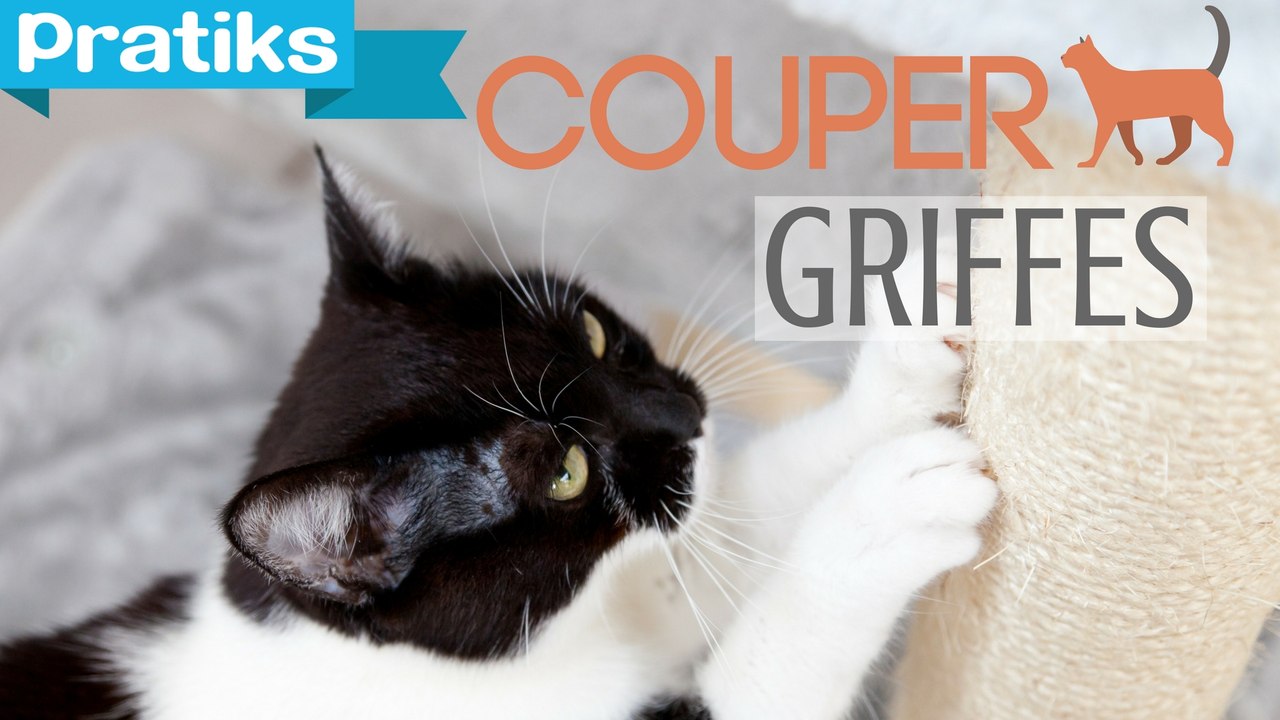 Conseils véto - Comment couper les griffes de son chat ?