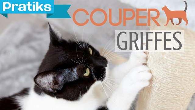 Conseils véto - Comment couper les griffes de son chat ?