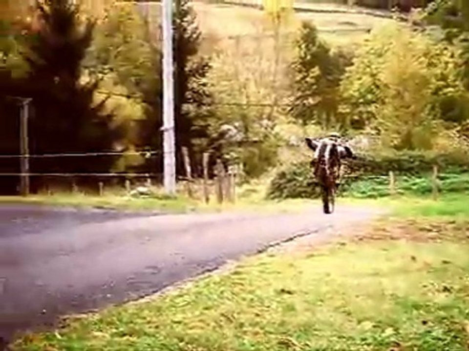 Wheeling en gas gas 280 txt pro