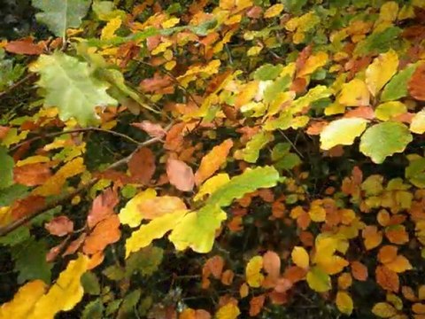 Couleurs et lumieres d'Automne