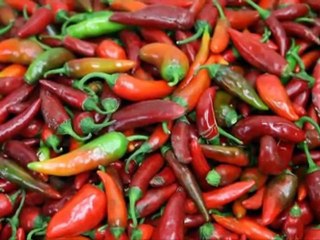 SAMANDAĞ BİBERİ ZAYIFLATIYOR