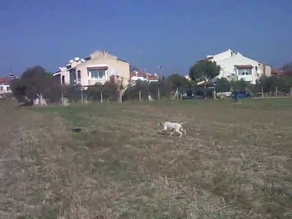 Video0013