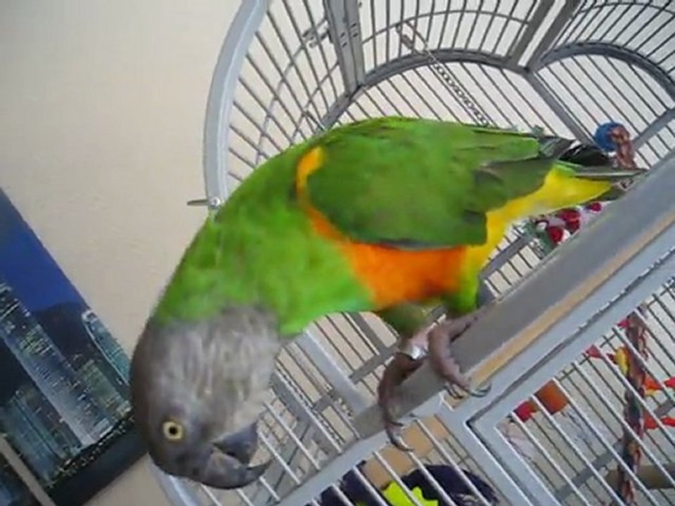 Pistachou
