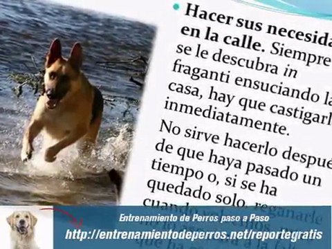 Adiestramiento de Perros Pastor Aleman