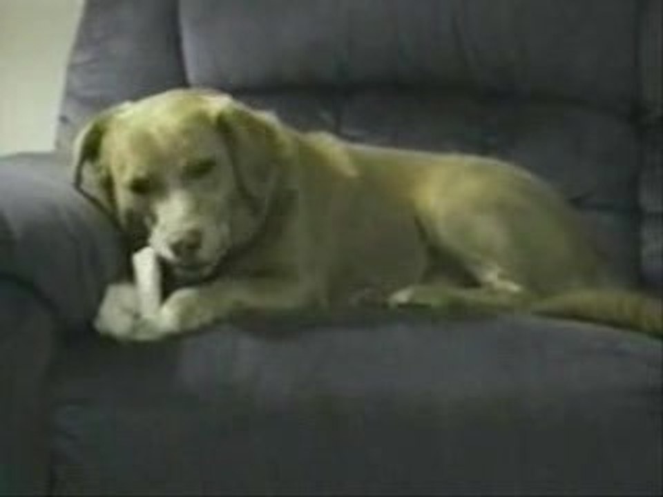 chien_bete