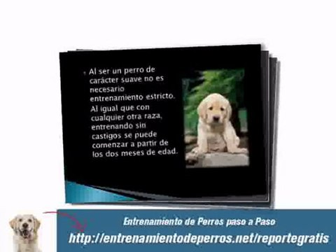 Como Entrenar a un Cachorro : Como Adiestrar a un Cachorro