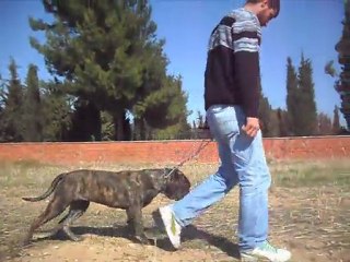 Bonita de TROY  - Temel İtaat Eğitimi