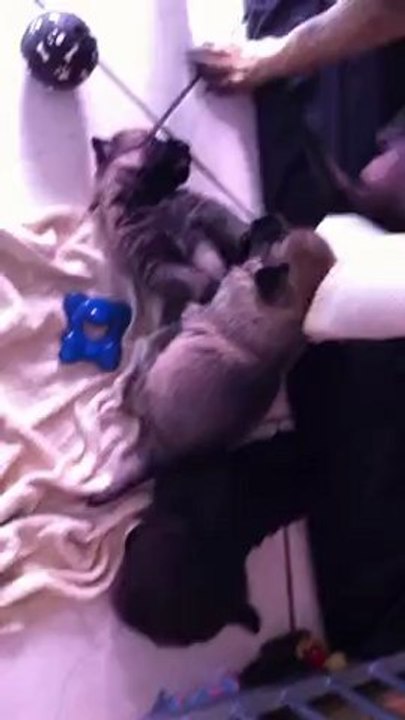 chiots ca¨ra 22 jours