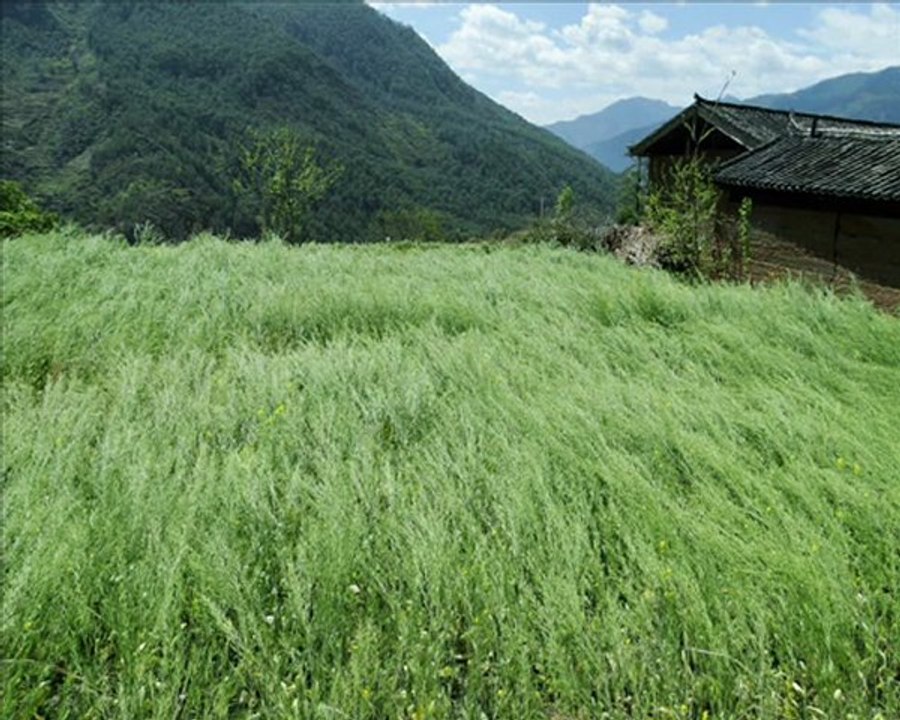 Asie 2011 Part 5: Dali, Shangri La, Gorges du saut du tigre, Lijiang