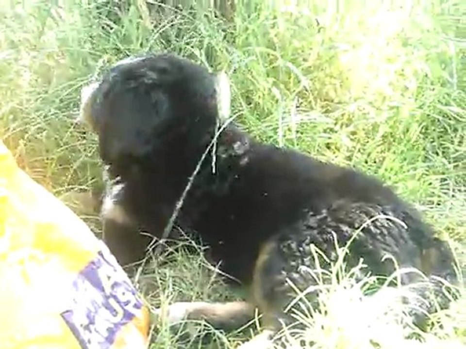 Bébé bouvier Bernois