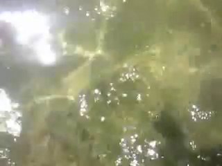 Własny świat meduzy