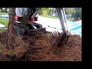 Ils déménagent mon pin parasol !