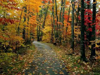 Impressions d'Automne HQ