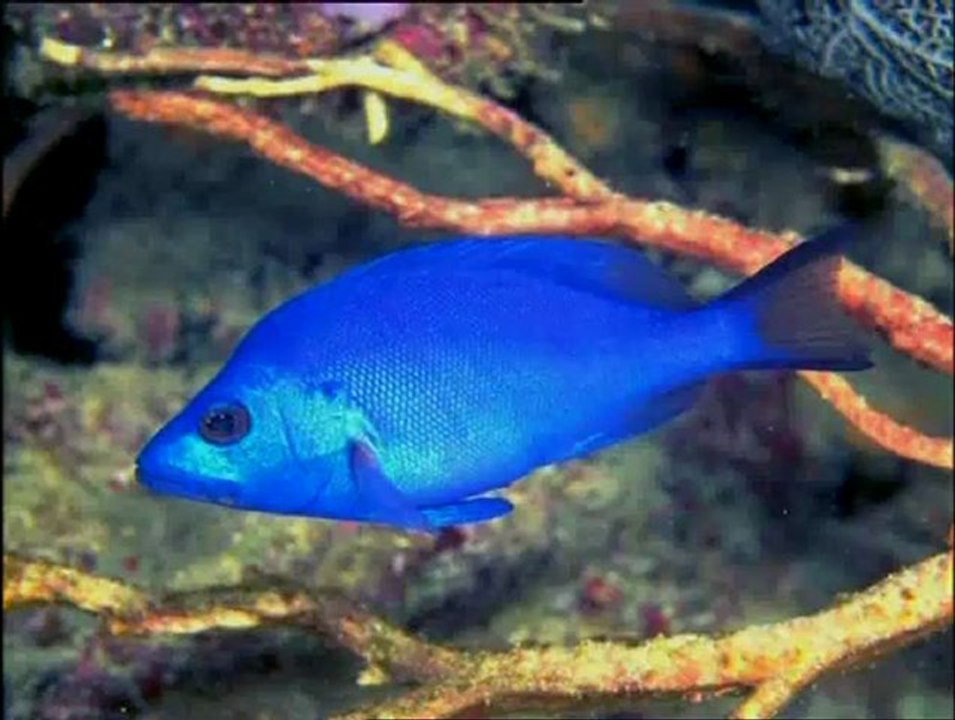 Harun Yahya TV - Cambrian fossils and the creation of species