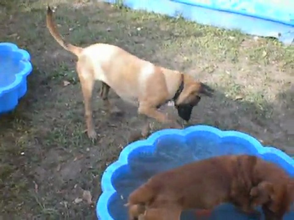Gala & Lucky à la baignade