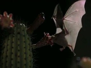 The beauty of pollination