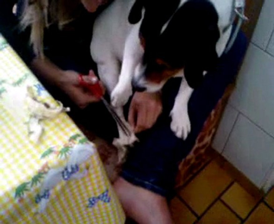 (l) PILOU ENLEVE SON PANSEMENT (l)