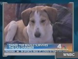 Dog Miraculously Survived Gas Chamber
