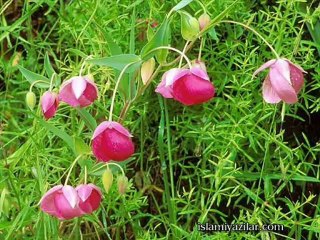 bahar gözlüm_NAR TANESİ-ADİGE