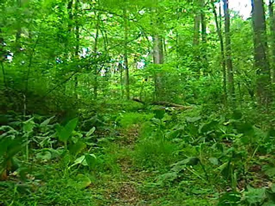 Amazon Rainforest Relaxation Video