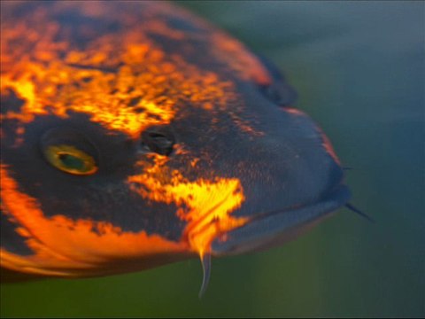 créer son bassin a kois