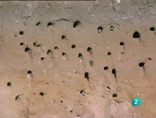 el abejaruco  2ª parte